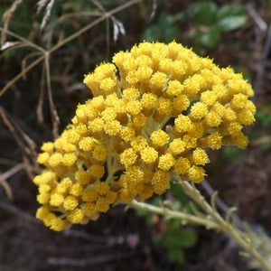 Helichrysum (Unsterblich)
