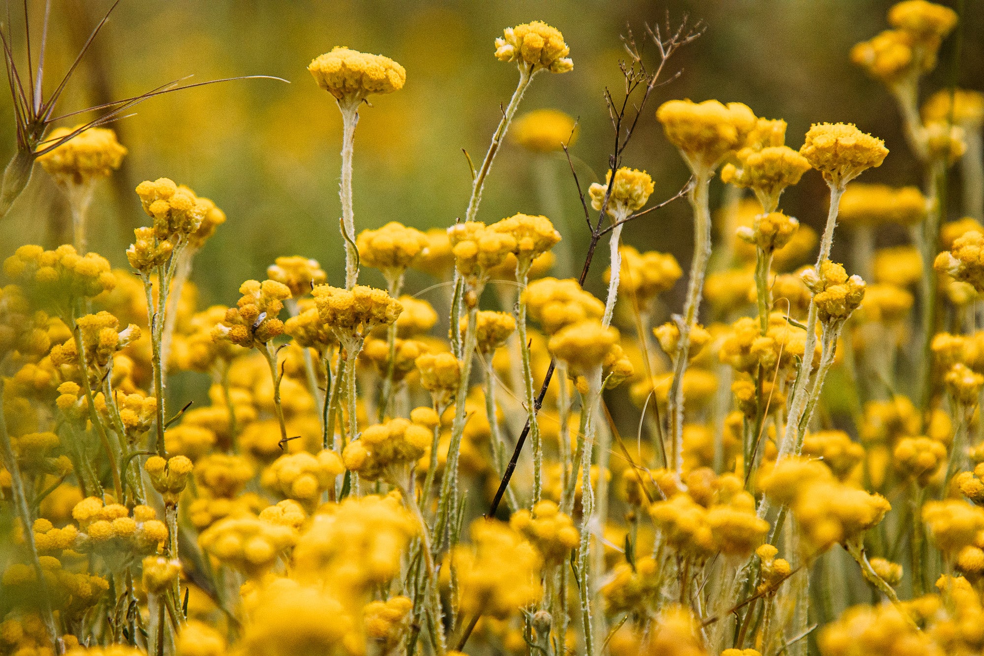 Helichryse – Bioaroma Crete