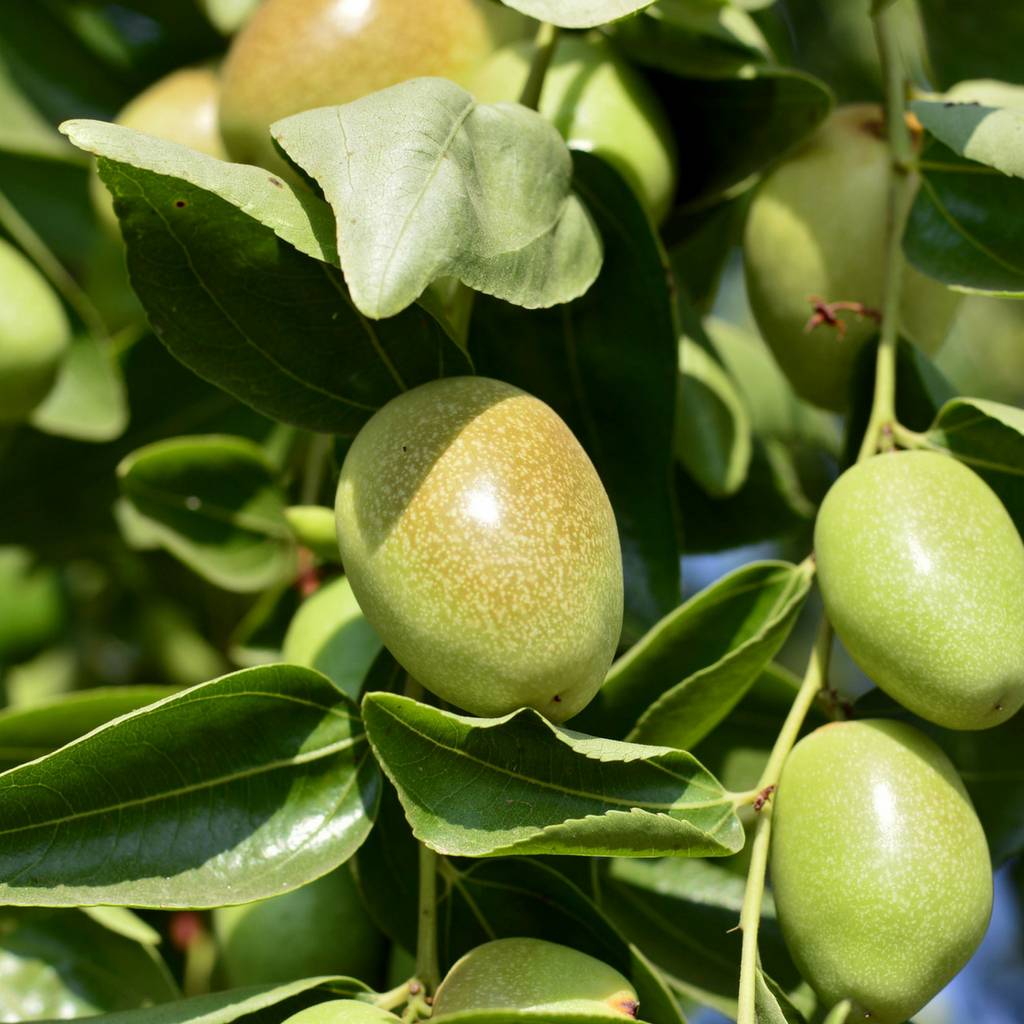 Jojoba oil – Bioaroma Crete