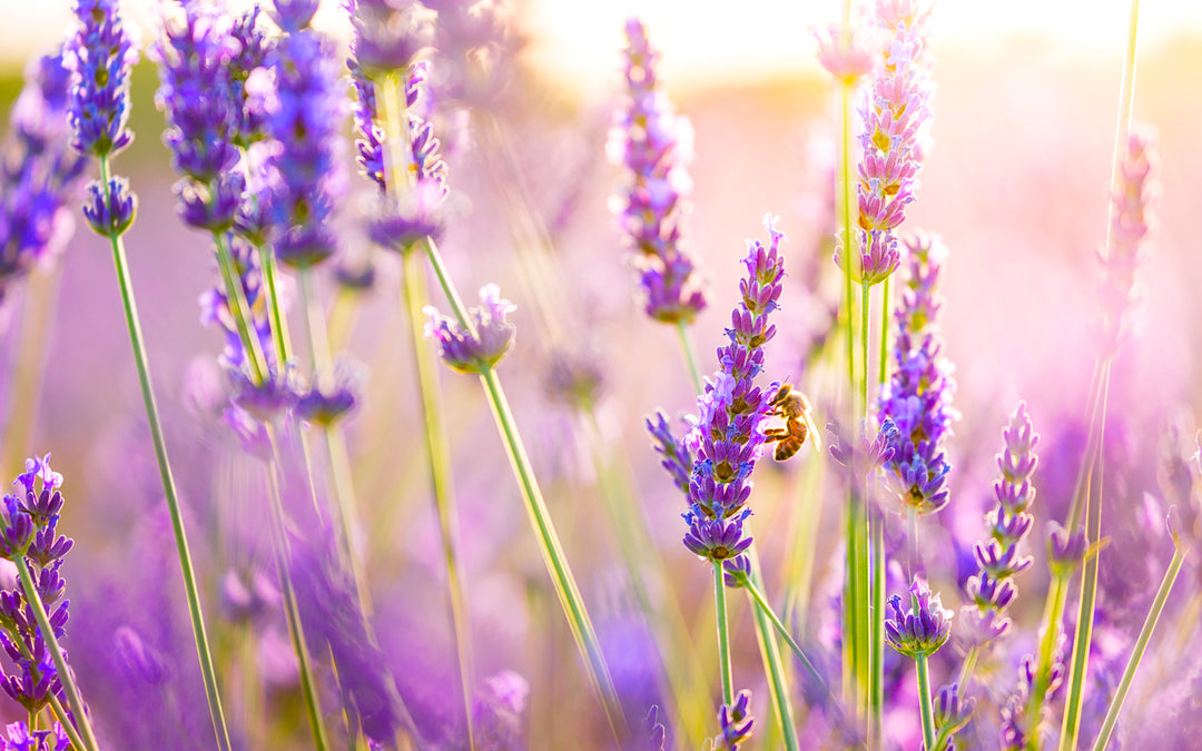 Lavender essential oil