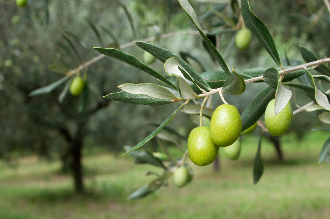Olive fruits