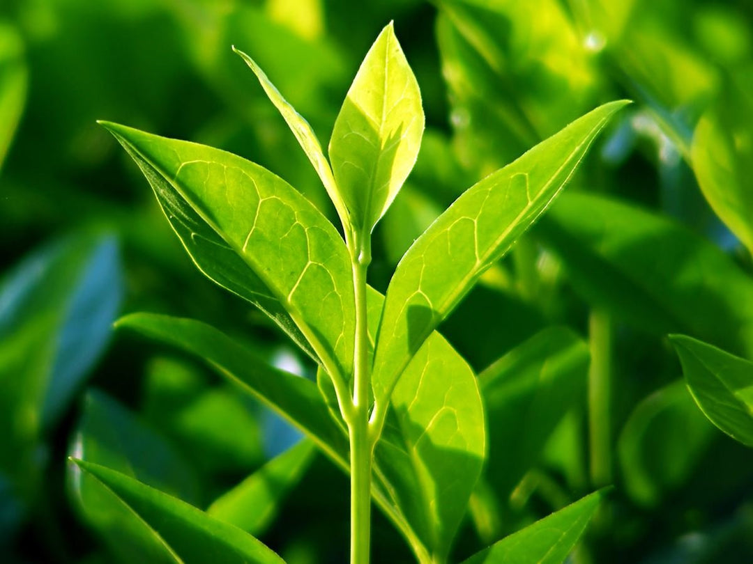 Tea Tree essential oil