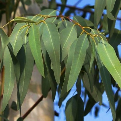 Eukalyptus