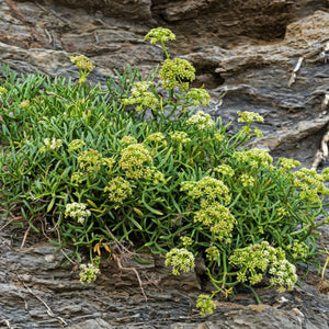 Kritamos (Sea fennel)