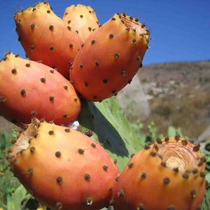 Prickly pear extract